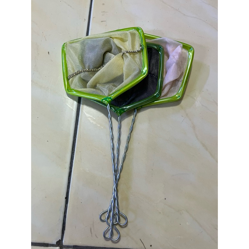 tanggok ikan hias 10cm