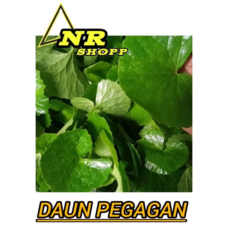 

daun pegagan murni daun 250gram segar