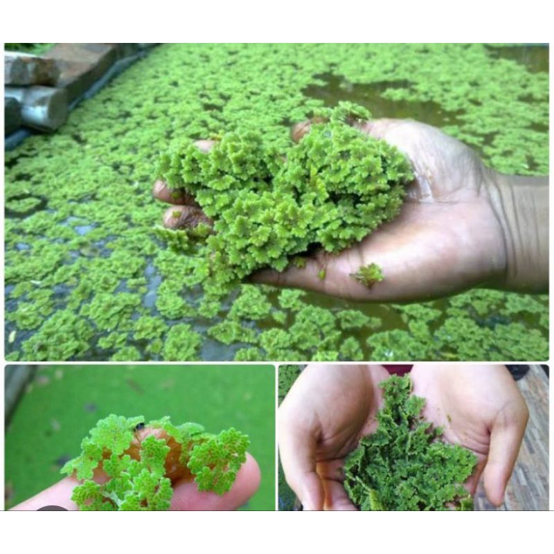 

Azolla microphylla kemasan 300 gr