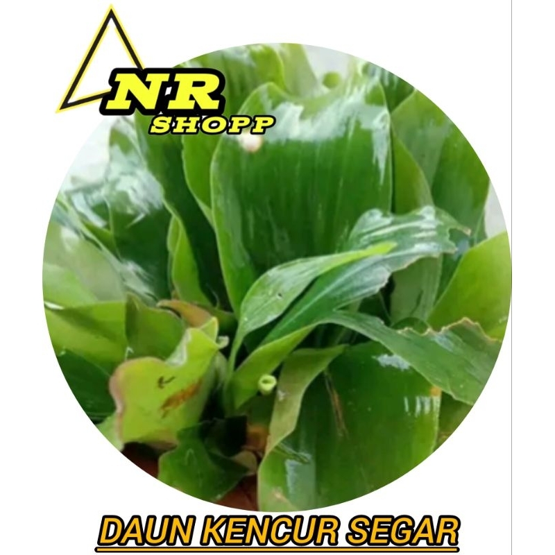 

50GRAM DAUN KENCUR SEGAR DAUN CIKUR