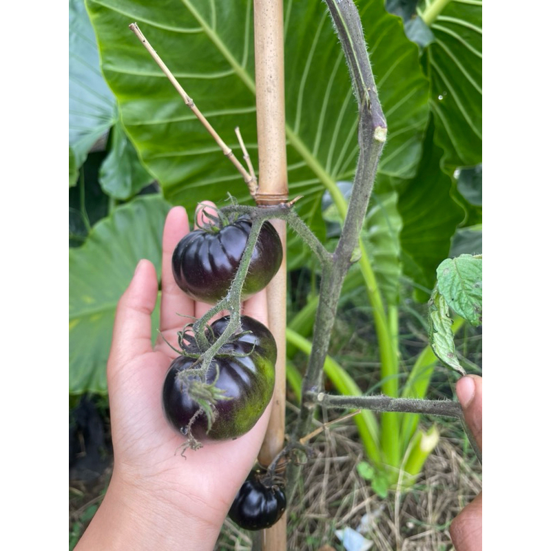 

bibit tomat black beauty