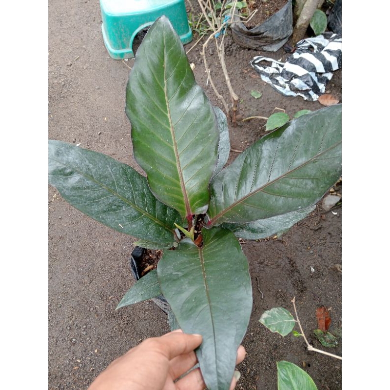 Anturium hokery black beauty dewasa