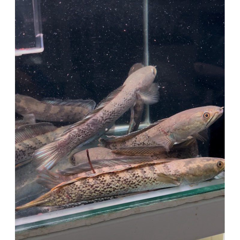 stewarti wc 15-19 satuan