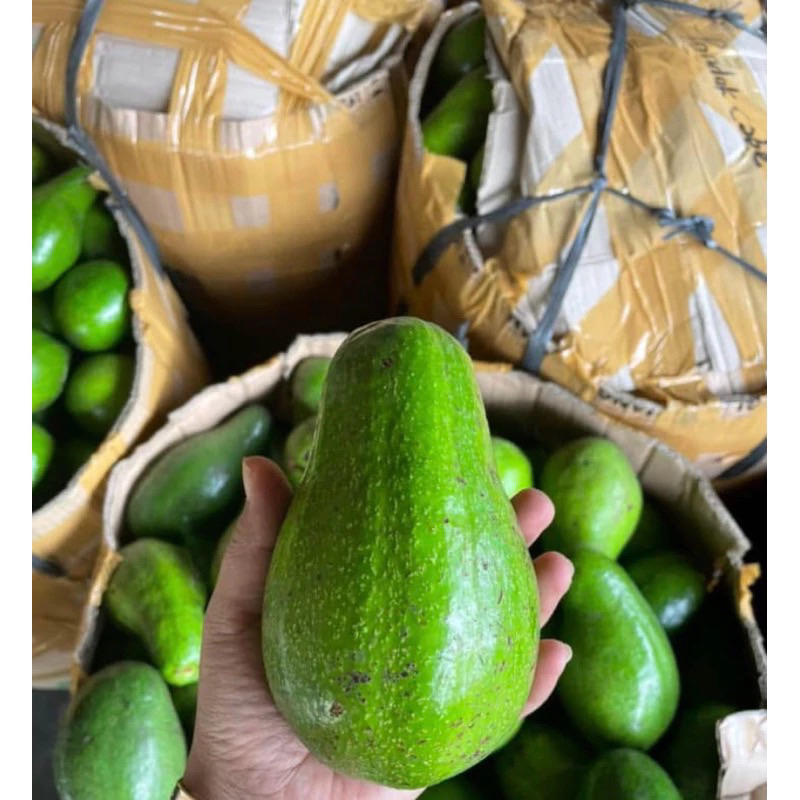 

Alpukat Mentega Super Legit Pulen Mengkal Matang