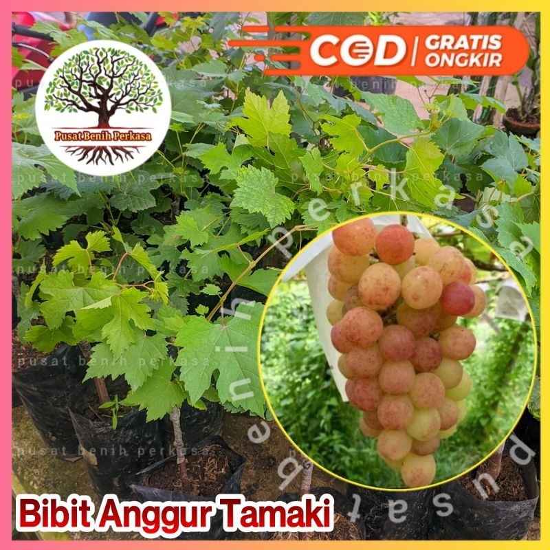 Bibit Anggur Import Tamaki Valid/ Bibit Anggur Tamaki Asli 100%