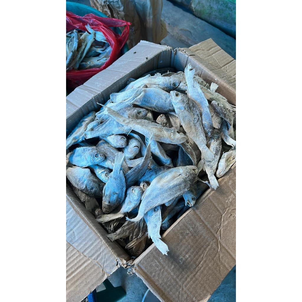 

IKAN ASIN KEPALA BATU