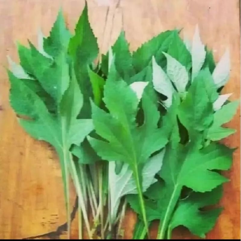 

DAUN INSULIN SEGAR 500GR