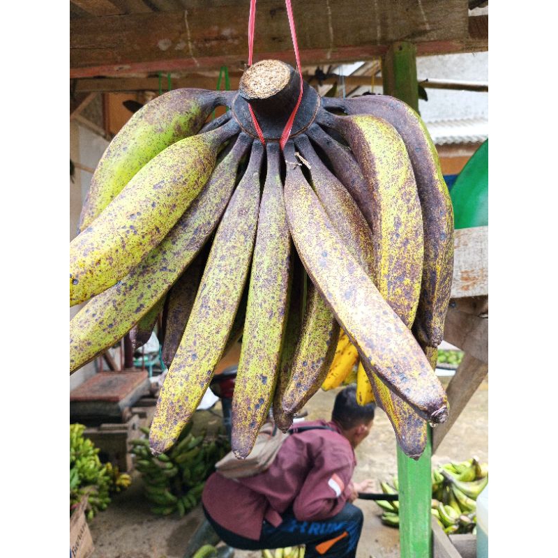 

Pisang usuk 1 kg pisang janeng pisang tanduk