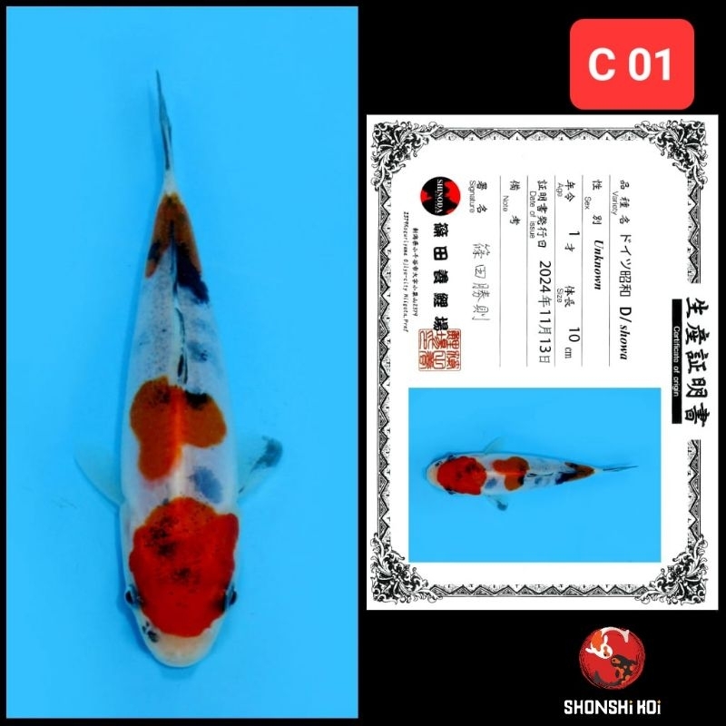 ikan koi import kohaku sanke showa kode C 01 dr 04