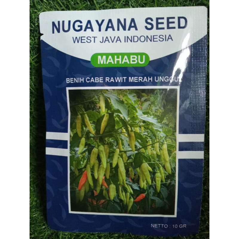

benih cabai mahabu cabai rawit merah