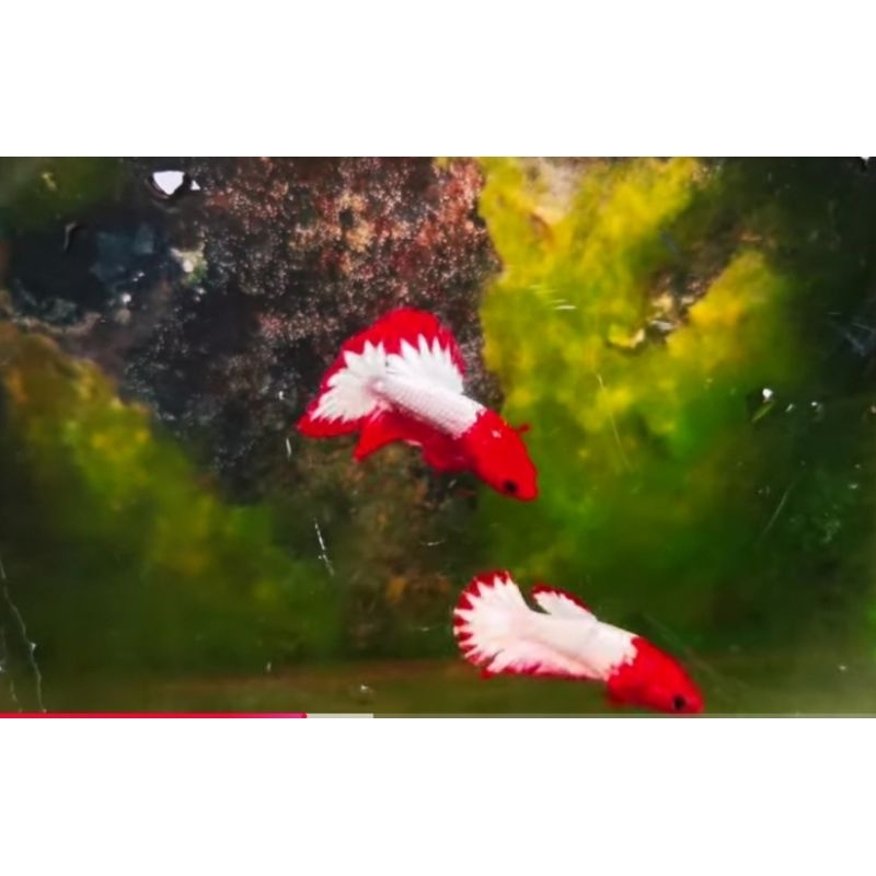 sepasang fccp Vietnam STOCK TERBATAS