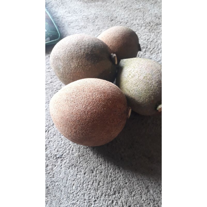 

buah memey sapote