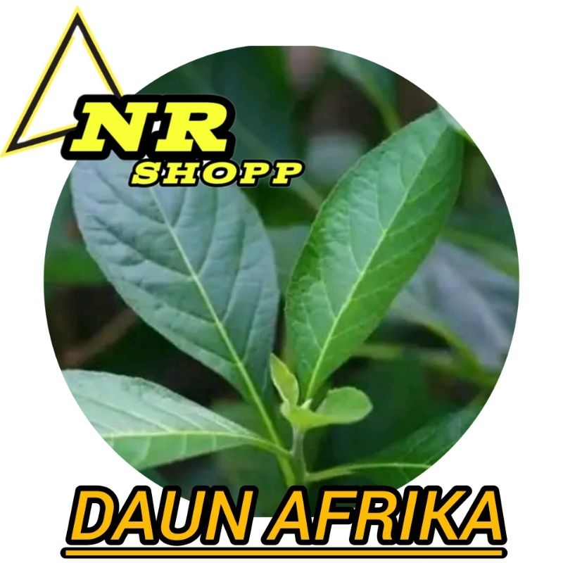

daun afrika segar 500gram