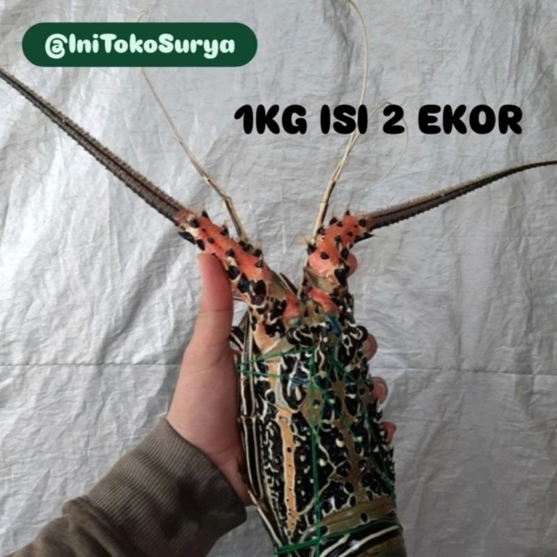 

LOBSTER FROZEN FRESH 450—500—1000gr PER 100GRAM