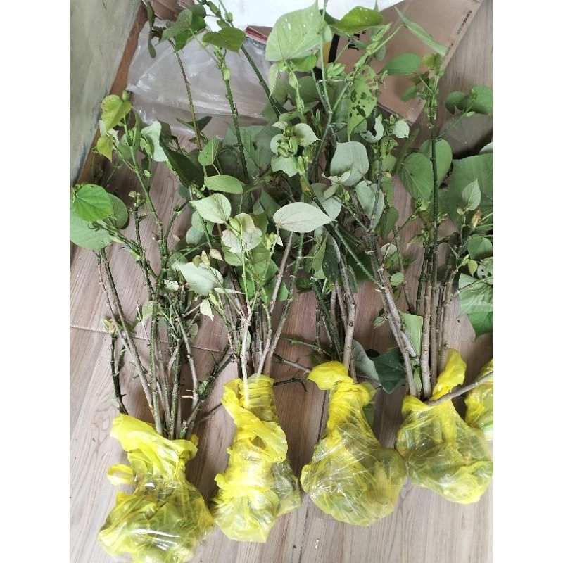 BAHAN BONSAI waru india IMPORT