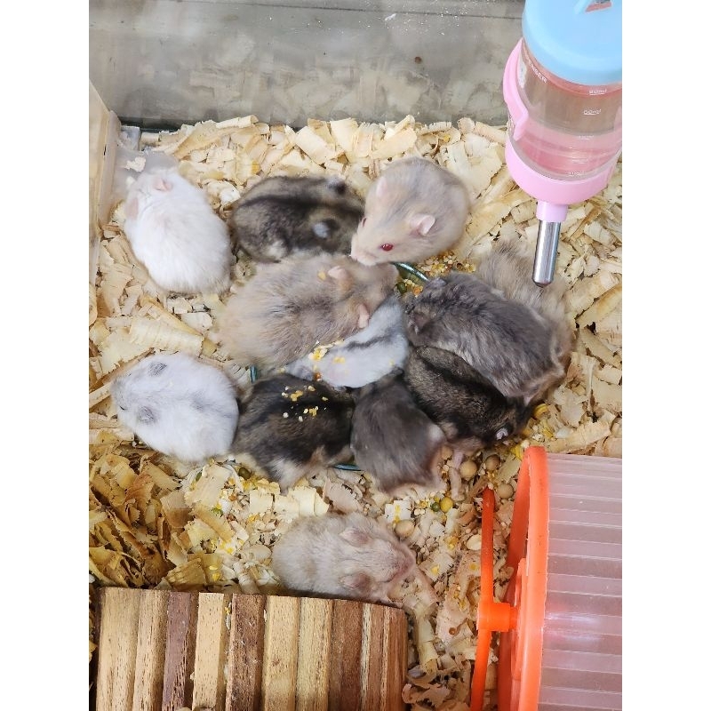 Hamster winter white golden white snow jinak betina jantan