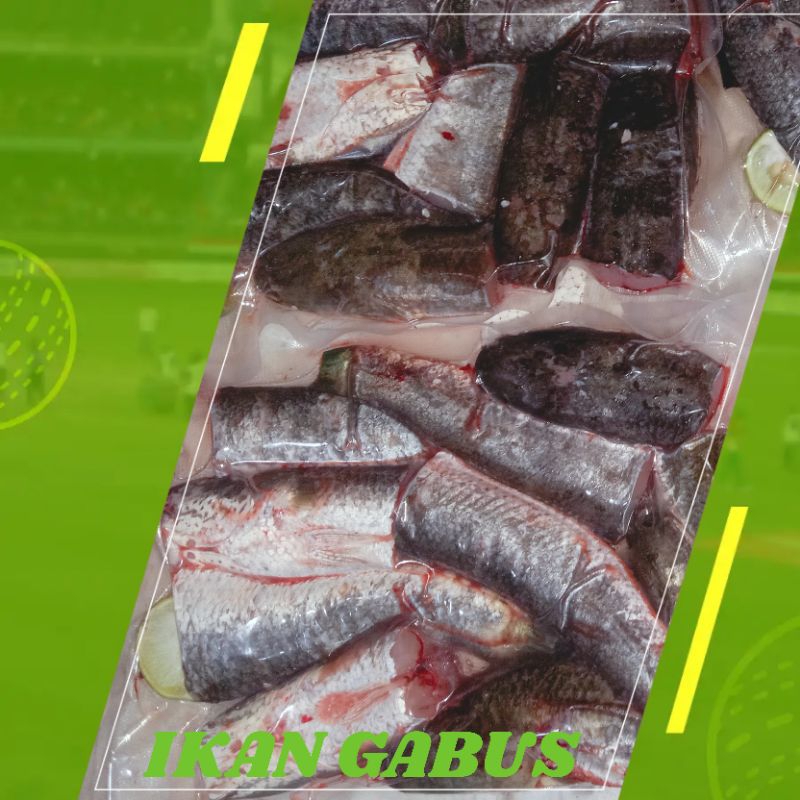 

RB Ikan Gabus Fresh 1kg isi 5/6/7