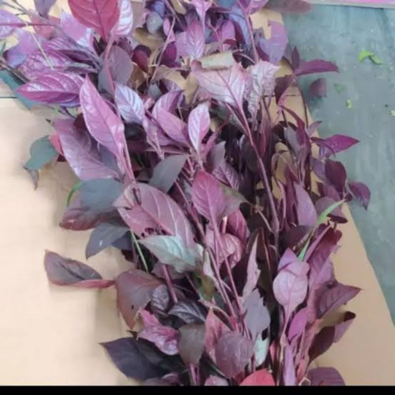 

DAUN HERBAL HANDEULEUM/DAUN UNGU SEGAR 100 GRAM