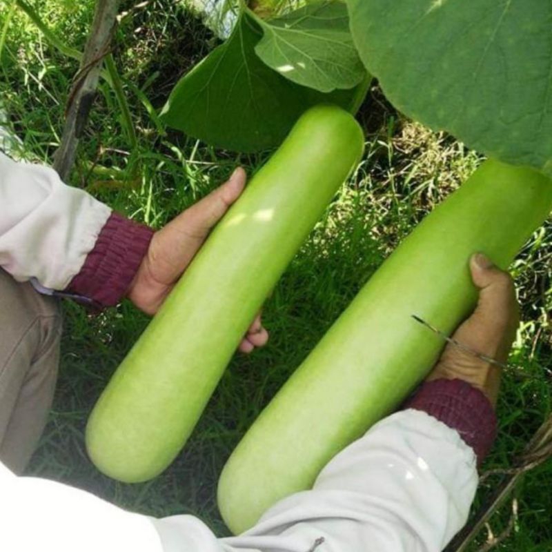

10 Biji Benih Unggul Labu Air Kwalitas Super