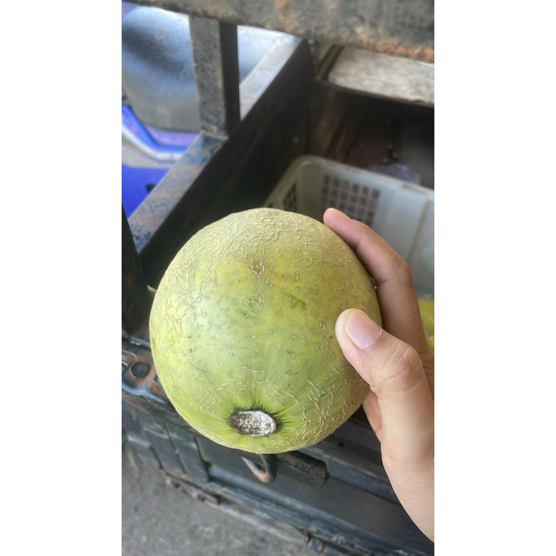 

melon madu