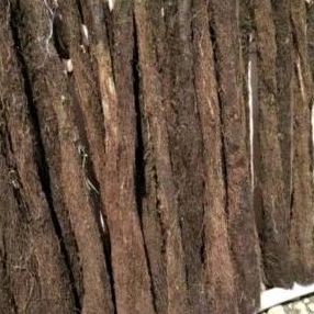 batang pakis media anggrek