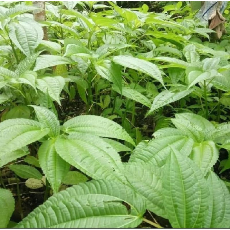 

daun pohpohan lalapan segar 500g