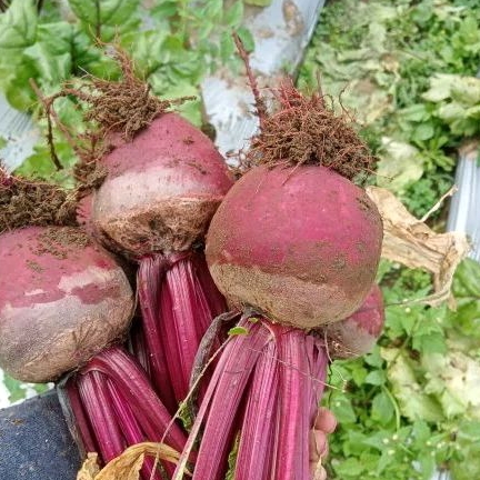 

beetroot fresh 1 kg ampuh penambah hb