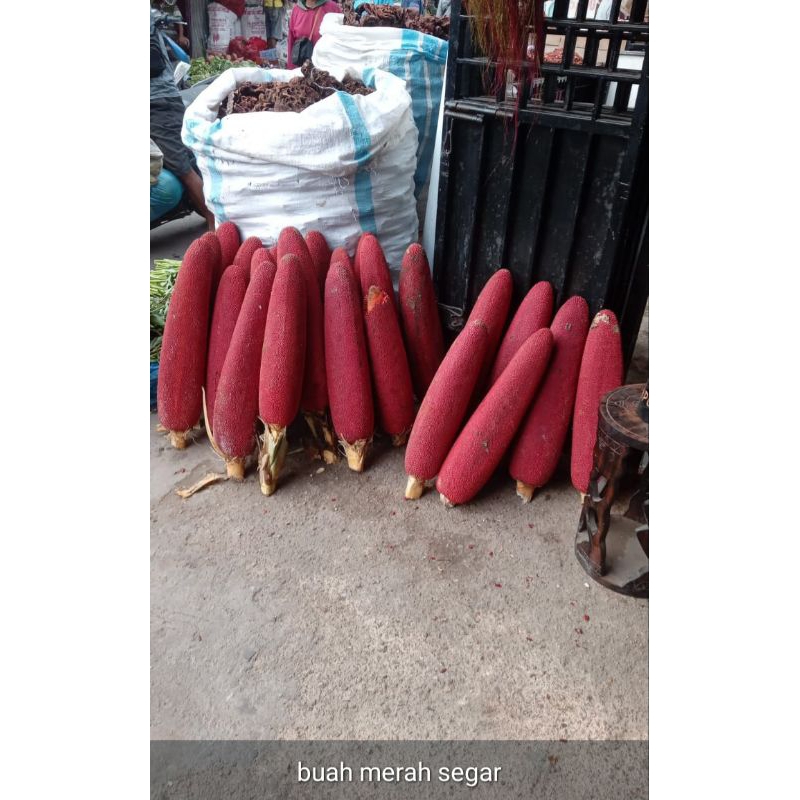 

Biji buah Merah/buah merah asli papua/oleh oleh papua