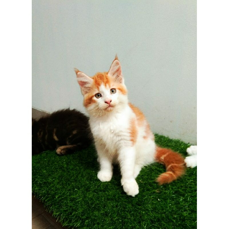 Kucing Kitten MaineCoon Jantan Asli no mix. induk ped CFA Pure Maine Coon