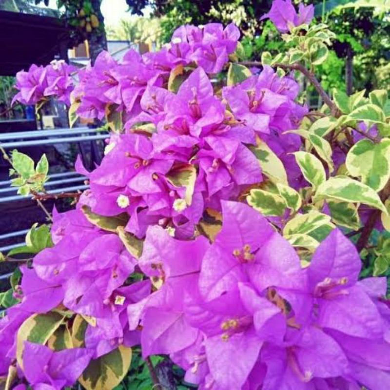 Tanaman Bunga Bougenville Varigata Ungu