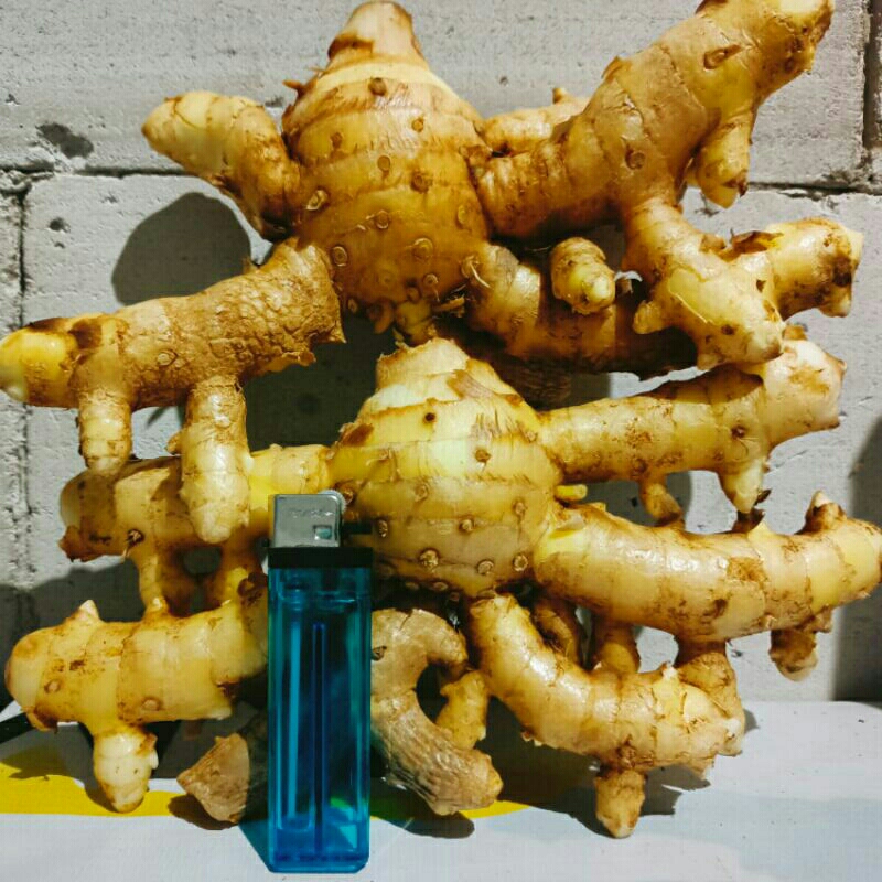 

Kunyit mangga, Temu mangga super 1Kg