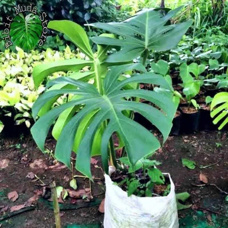 Tanaman hias monstera king asli ukuran sedang