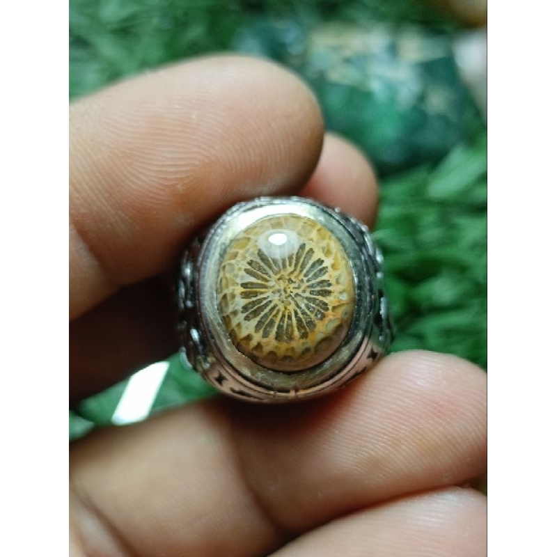 teratai tunggal matahari