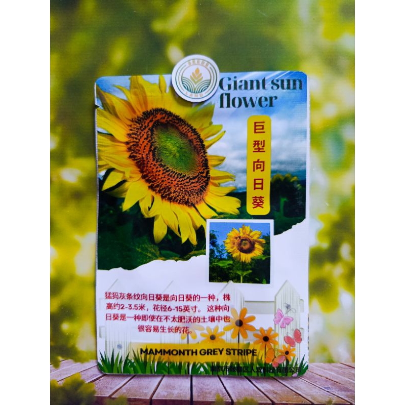 BIJI BUNGA MATAHARI RAKSASA IMPOR -+ 30 BUTIR