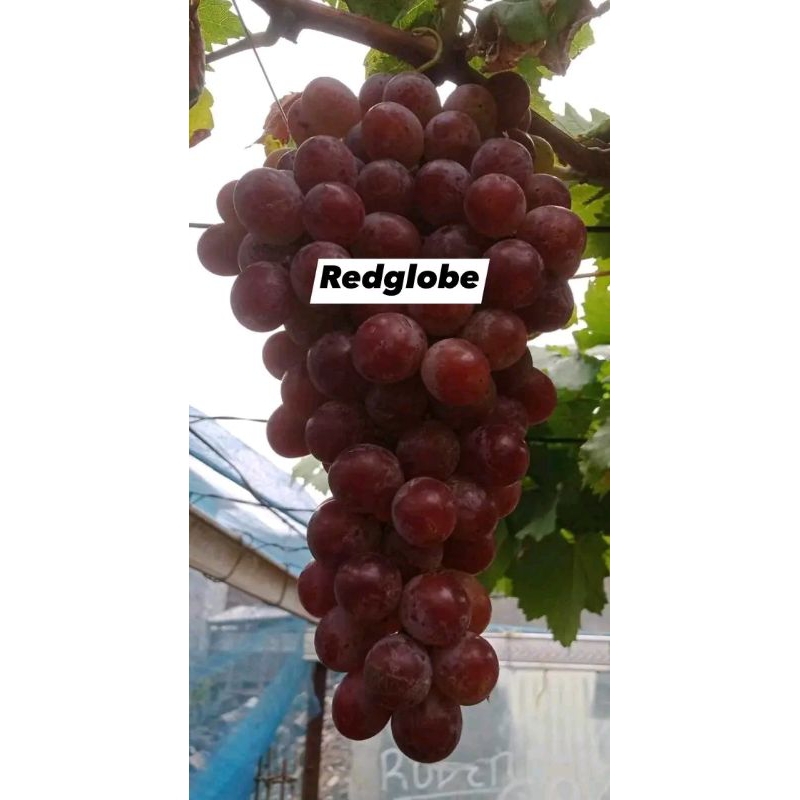 

BIBIT anggur varian RED GLOBE