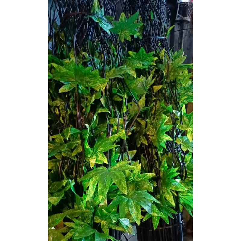 10 BATANG BAMBU ULIR DAUN MAPLE T -+180cm