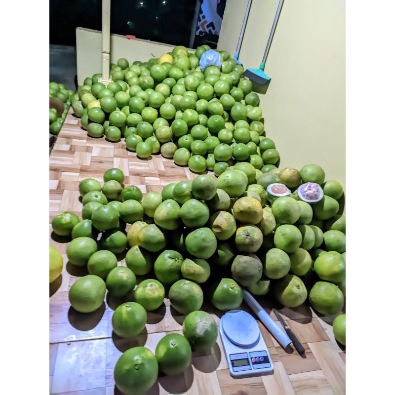 

Jeruk Pamelo Madu berat 50Kg.
