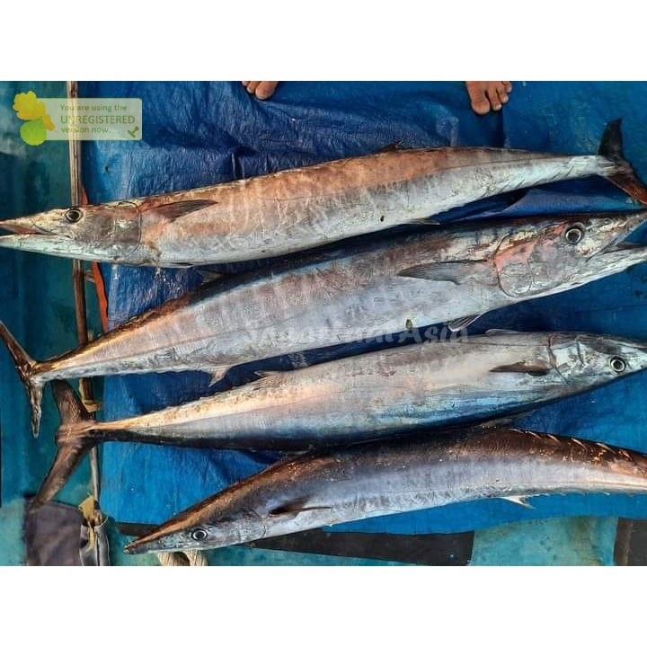 

Ikan Tenggiri Segar 1Kg Ikan tenggiri Utuh Ikan Tenggiri Jantan Ikan Tengiri