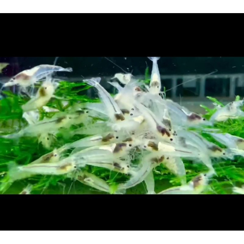 

paket udang paling Di Cari pebersih lumut isi 50e