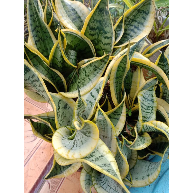 sansivera twister / sensivera twister / sansevieria twister