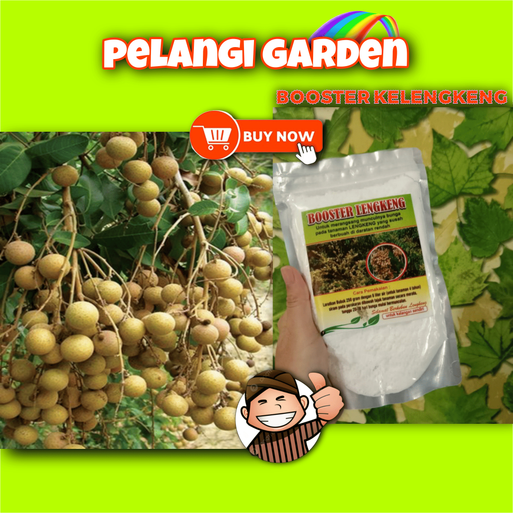 PALING DICARI  Boster Kelengkeng Cangkokan