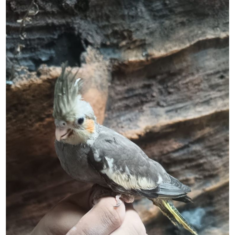 BURUNG PARKIT AUSTRALIA fALK BURUNG FALK