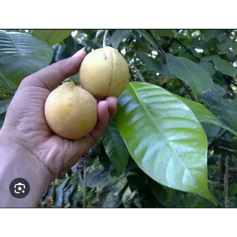 

BUAH PALA SEGAR/BUAH PALA MENTAH 1KG