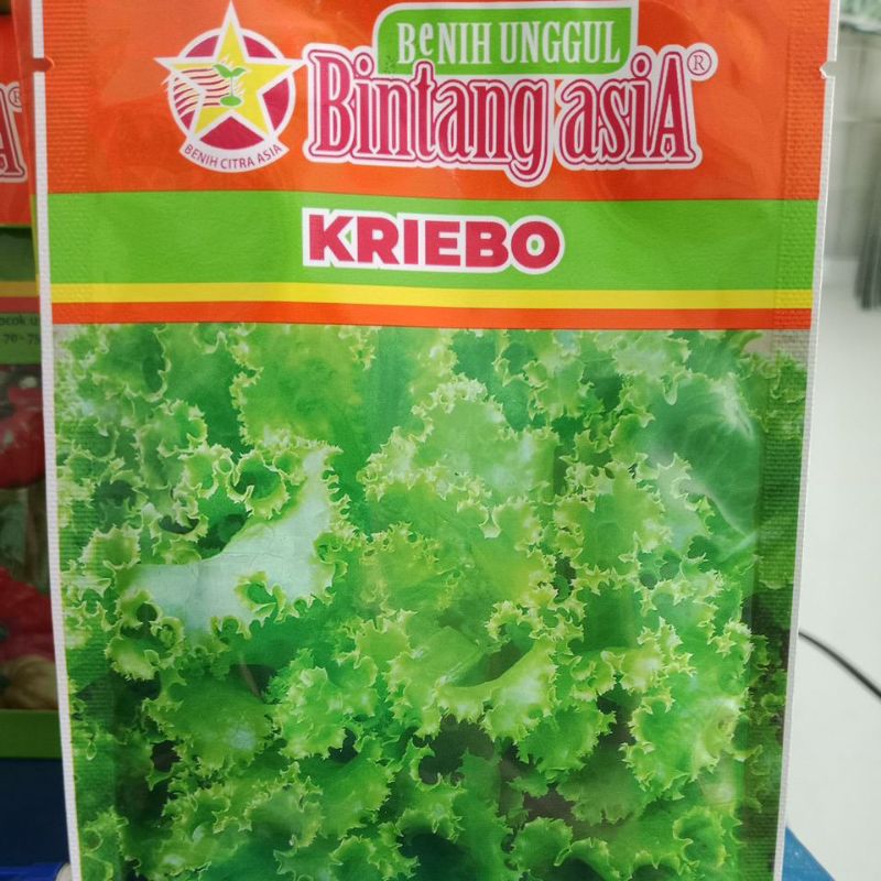 Benih Biji Selada Hijau Green Rapid lettuce KRIEBO Cap Bintang Asia Kemasan 10gr PT. BENIH CITRA ASI