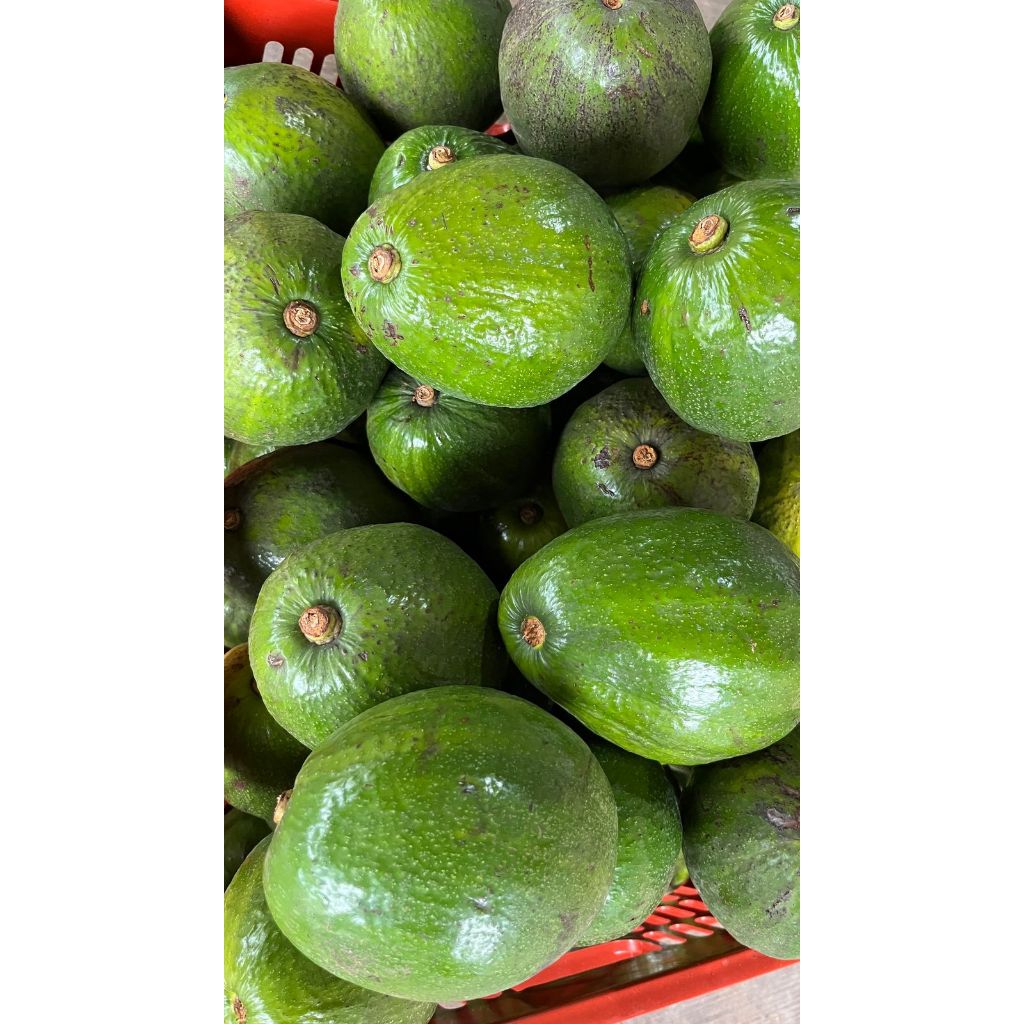 

BUAH Alpukat markus PREMIUM 100% Garansi