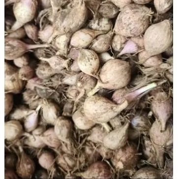 

Bawang Putih Tunggal Lokal 250 Gram