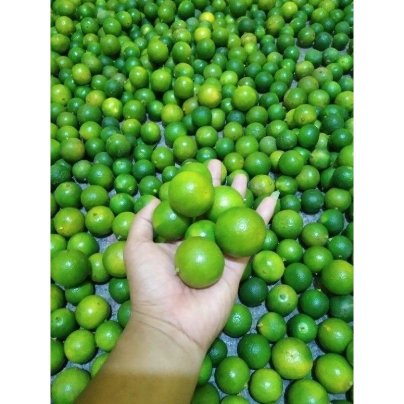 

1kg jeruk kasturi jeruk kunci jeruk Sonkit