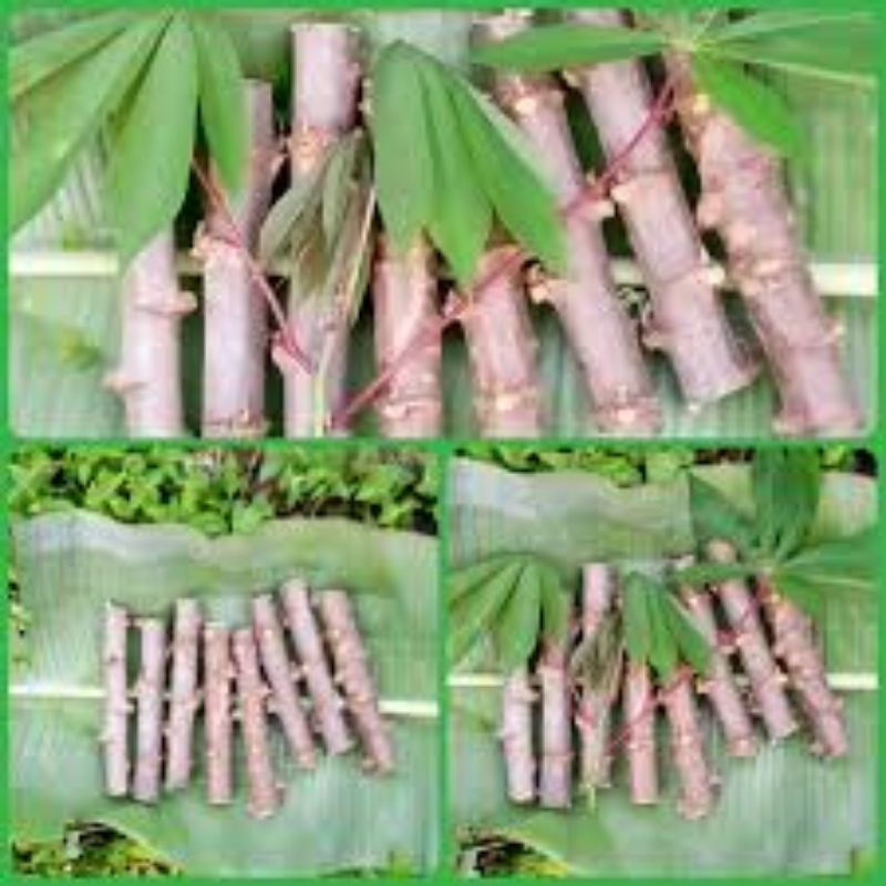 

Termurah (1pcs Panjang 25cm) Bibit singkong menta / Singkong Keju / singkong sayur