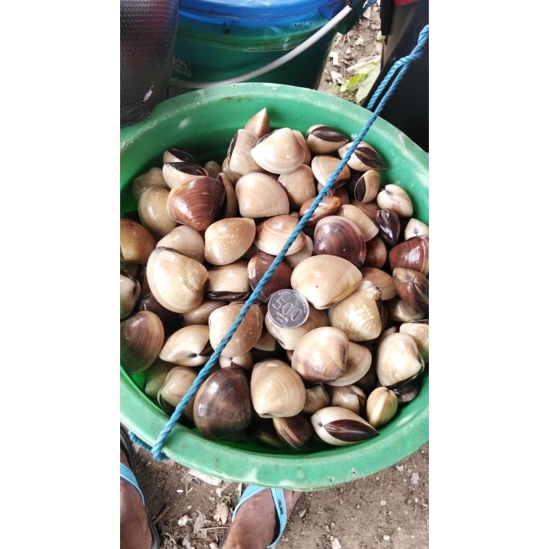 

kerang tahu jumbo segar.