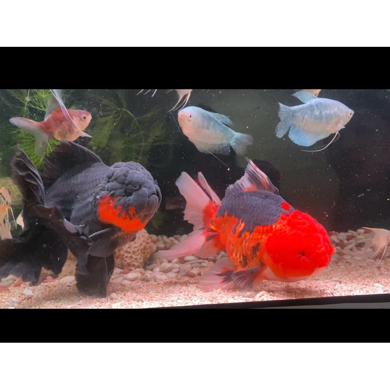 ikan koki oranda jumbo premium jambul